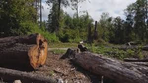Best Tree Trimming and Pruning  in Oradell, NJ