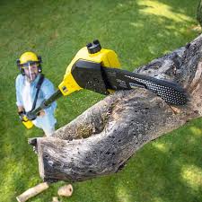 Best Sod Installation  in Oradell, NJ