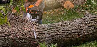  Oradell, NJ Tree Removal Pros