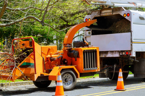 Tree and Shrub Care in Oradell, NJ