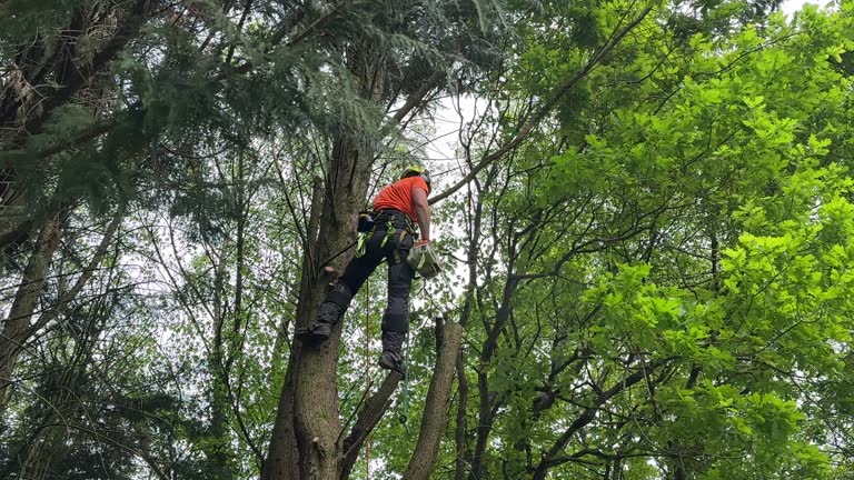 How Our Tree Care Process Works  in  Oradell, NJ