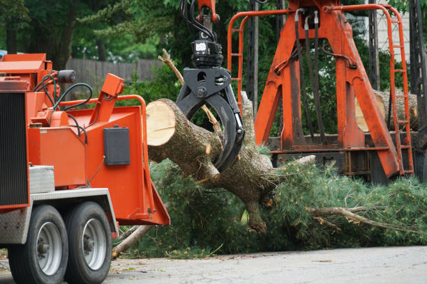 Best Lawn Grading and Leveling  in Oradell, NJ