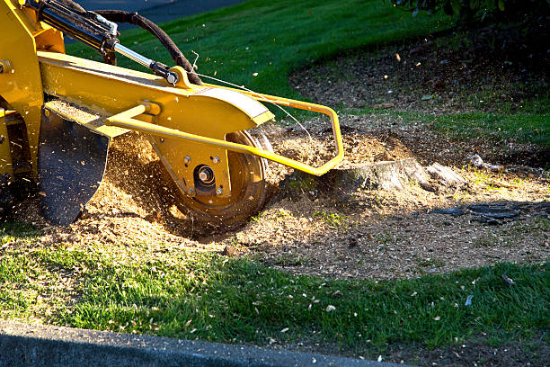 Best Tree Mulching  in Oradell, NJ