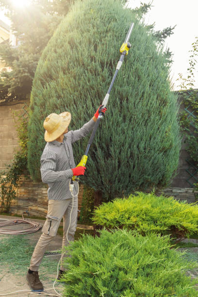 Best Grass Overseeding  in Oradell, NJ