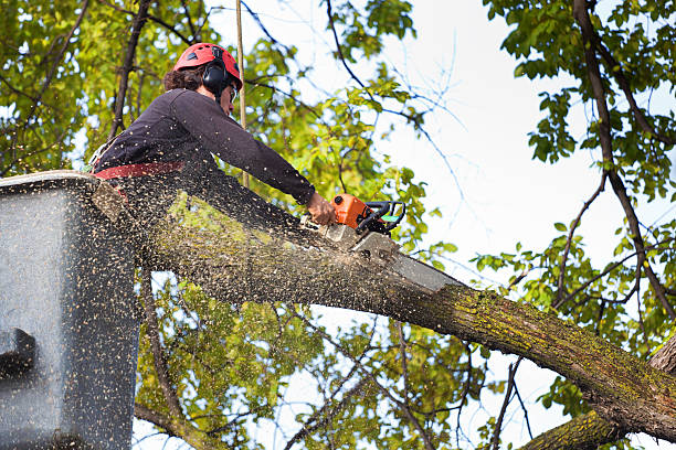 Best Lot and Land Clearing  in Oradell, NJ
